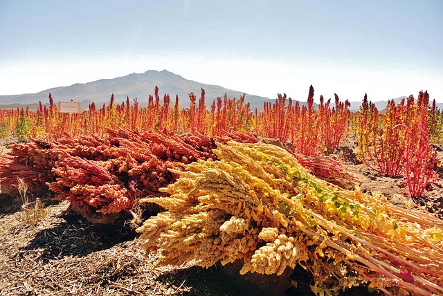Quinoa wächst in den Anden